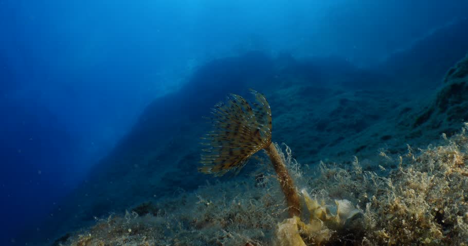 Sabella spallanzanii  tubeworm scenery underwater open wings and collecting particles in water fan worm ocean scenery in cave blue background