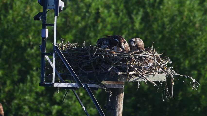 Ospreys tend to their nest on a tall man-made platform at sunset, with one adult spreading its wings as the forest glows behind.