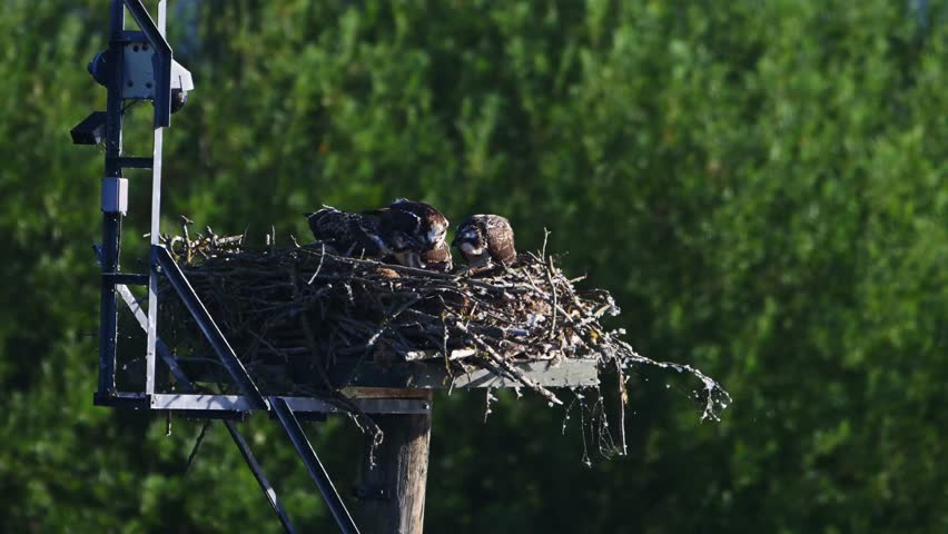 Ospreys tend to their nest on a tall man-made platform at sunset, with one adult spreading its wings as the forest glows behind.