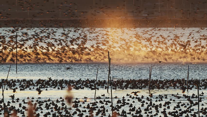 A flock of Baikal teal flight in lake inba (with sound)
