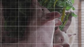 Pigs eating leafy greens with financial growth chart animation over grid background. Finance, investment, agriculture, farming, livestock, profitability - Powered by Shutterstock - Get 15% off with code: PIKWIZARD15