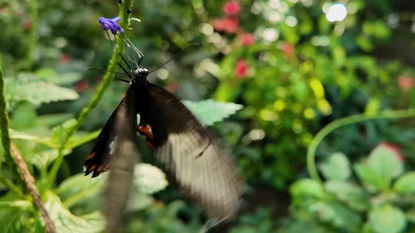 Close up of mormon butterfly in very slow motion 240  in4K  Resolution