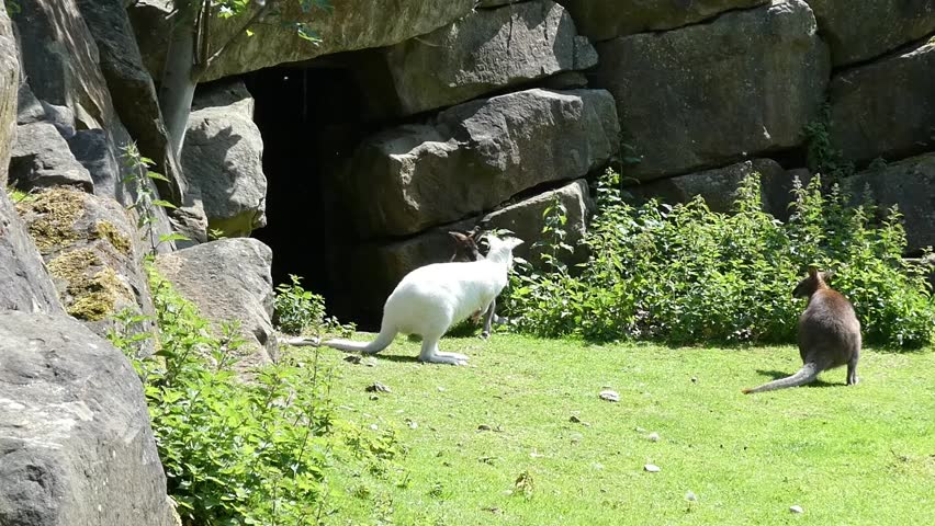 Kangaroos fighting with white wallaby