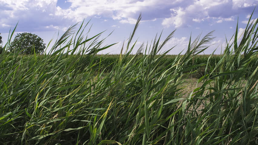 Verdant grass blowing gently in wind, swaying across cultivated agricultural landscape under cloudy summer sky with peaceful countryside ambiance
