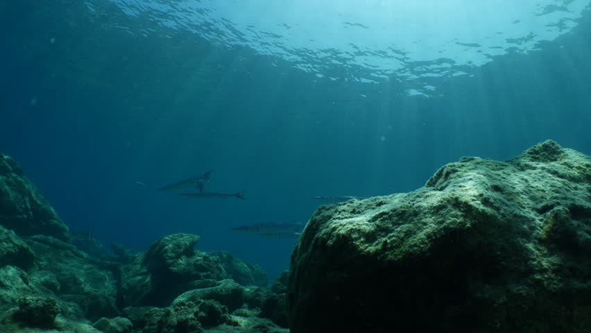 barracuda fish school underwater mediterranean sea