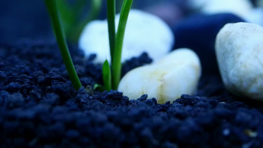 Neocaridina davidi, also known as the cherry shrimp