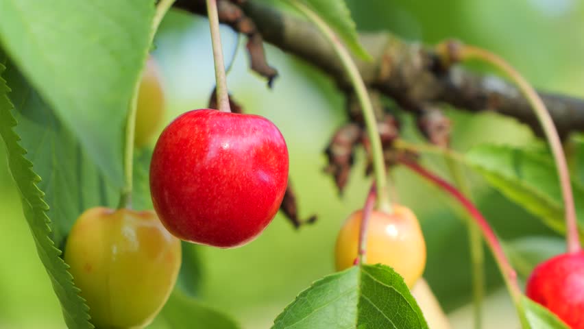 A scenic selective focus of a ripe red Rainier cherry on a branch, ready to harvest, and some unripe cherries in the background