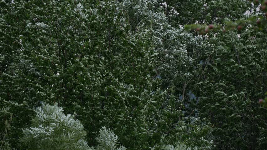 Rainstorm Extreme Weather Torrential Rain. Powerful Storms and Big Rainfall in Nature. Trees Blown by Wind and Rain in the Storm.