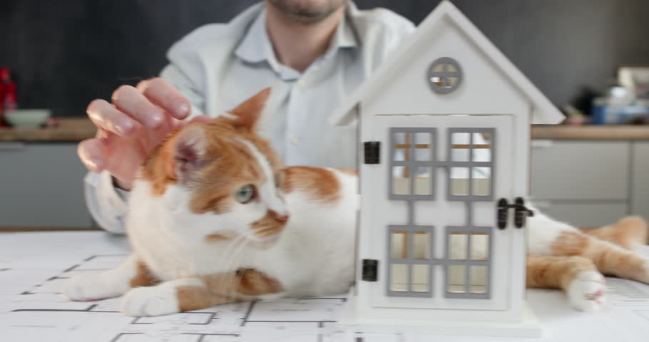 Man realtor strokes head of ginger-and-white cat affectionately. Real estate agent in shirt caresses adorable cat and explains features of designed house to client