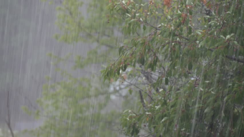 Rainstorm Extreme Weather Torrential Rain. Powerful Storms and Big Rainfall in Nature. Trees Blown by Wind and Rain in the Storm.