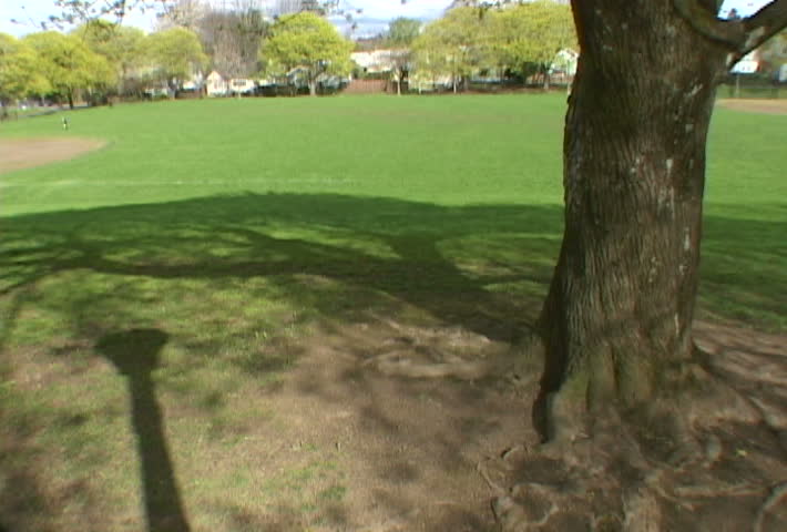 Sun shines down on tree in park revealing shadows.