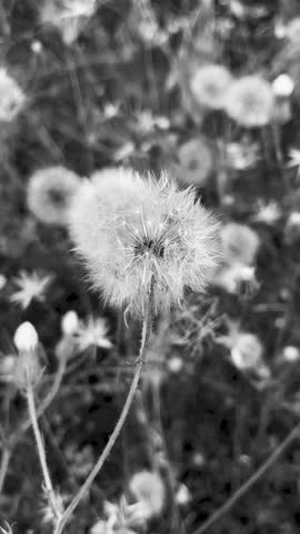 black and white background, black and white dandelion, nature background