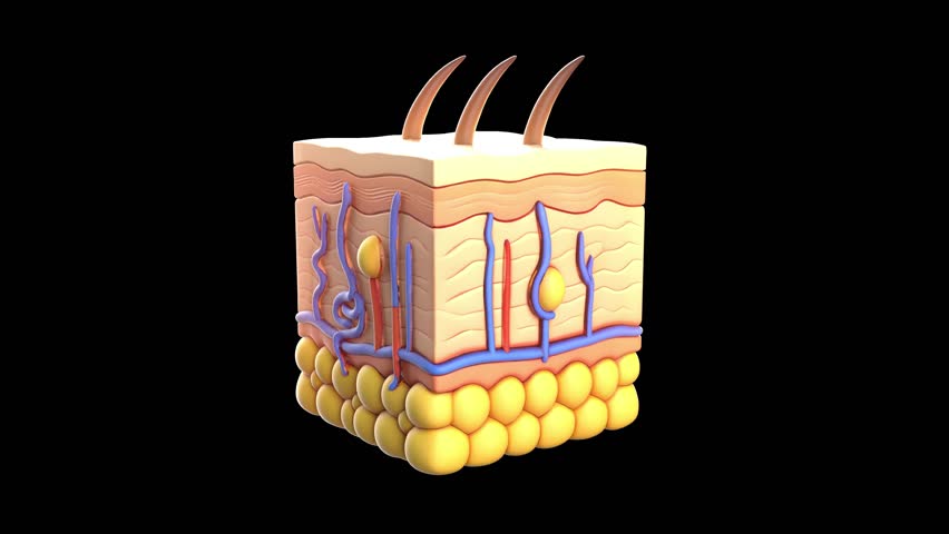 Layers of skin collagen science serum skincare able to loop endless 4k. 3D Illustration