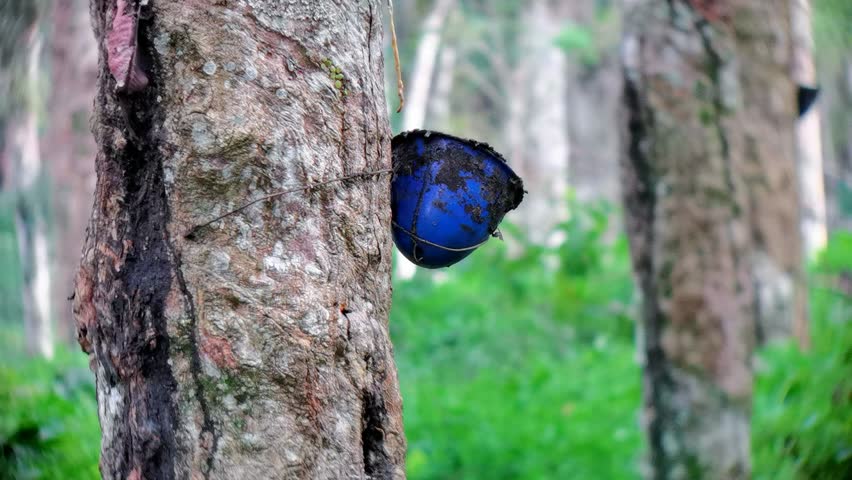 Blue bowl on rubber tree trunk with trees in background
