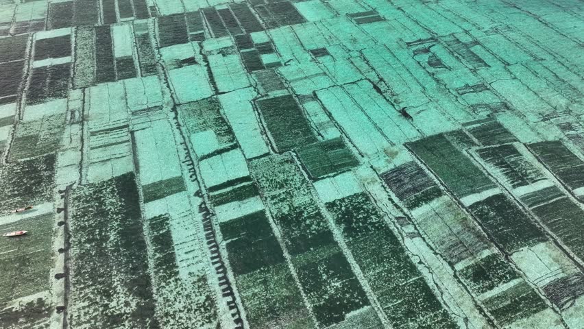 Aerial view of seaweed farms creating a textured mosaic of dark greens against the turquoise sea, Nusa Lembongan, Bali, Indonesia.