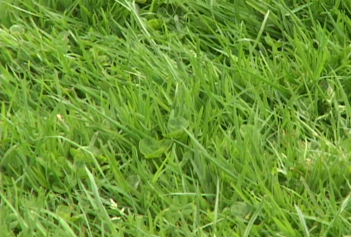 Green grass in clean environment.