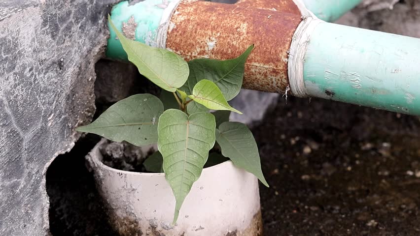 Close-up of a young Ficus benghalensis tree, also known as Indian Banyan, growing resiliently on a rooftop. A powerful symbol of nature