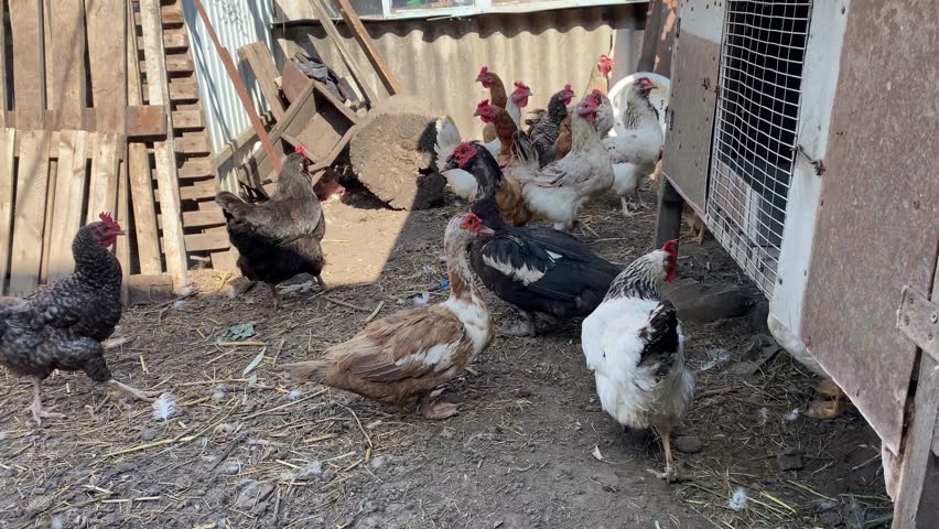 Farmyard video with ducks, chickens, and a rooster walking and searching for food outdoors. Peaceful rural scene with domestic birds in a natural countryside setting.