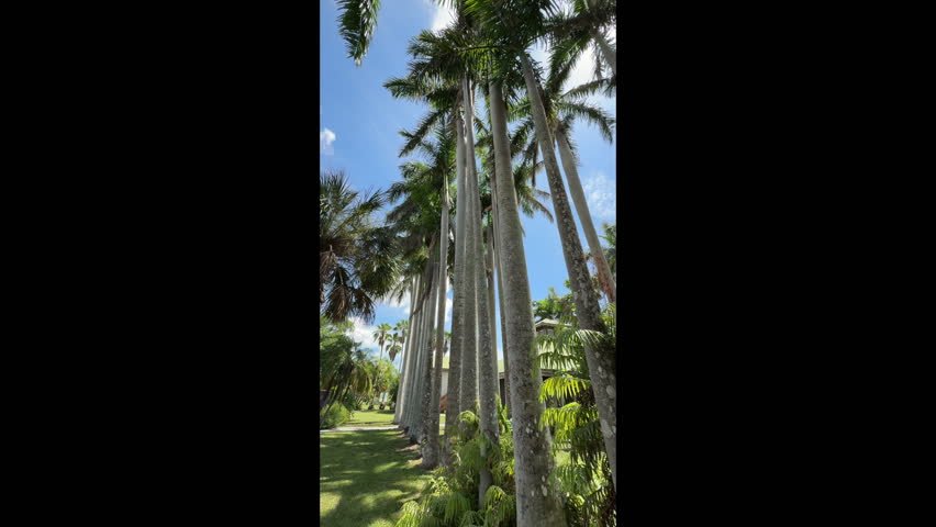 Two rows of mature and magnificent royal palms (binomial name: Roystonea regia), with keystoning effect, in a botanical park on a sunny summer afternoon in Palma Sola, Florida. Lofty tranquility.