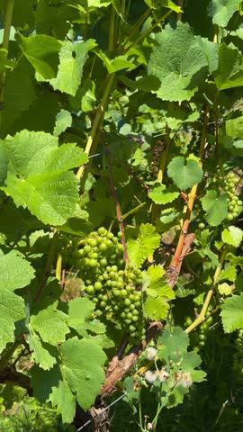 Grapes grow on the vineyard terraces of the Mosel River Valley. Wine region of Germany. High quality 4k footage