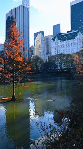 View on the pond in beautiful New York, USA. Trees colored bright in autumn. Vertical video.