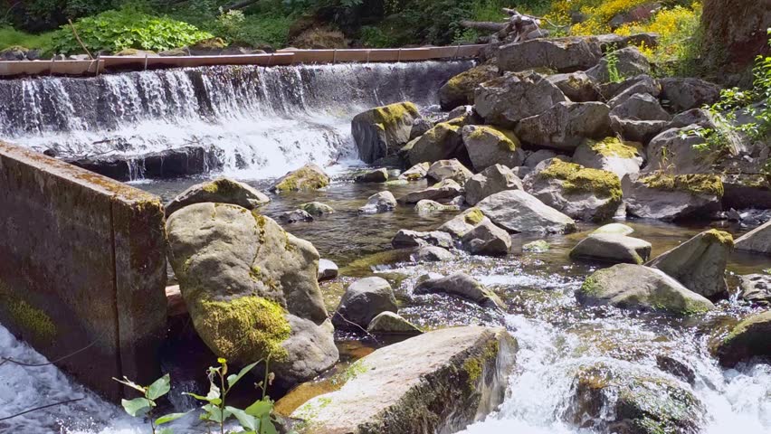 Looping video of the serene Tanner Creek seen along the peaceful Wahclella Falls Trail, Oregon