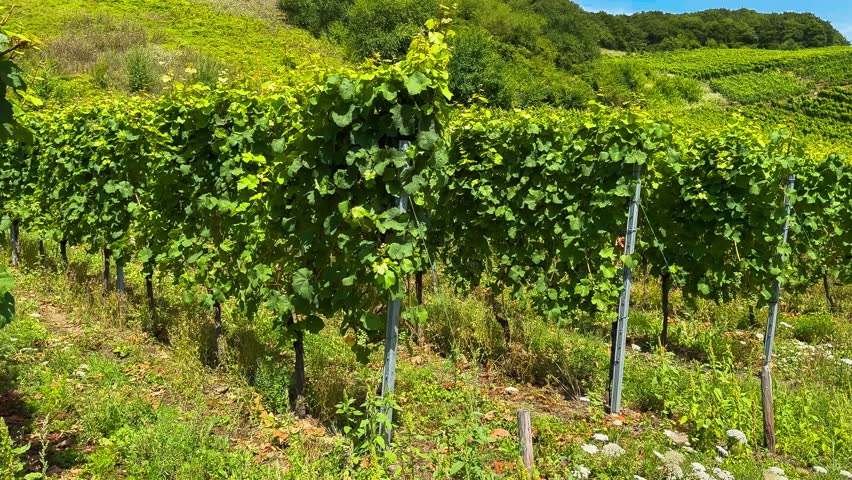 Grapes grow on the vineyard terraces of the Mosel River Valley. Wine region of Germany. High quality 4k footage