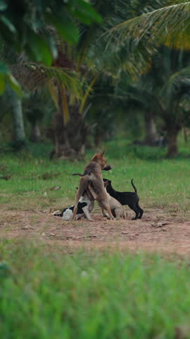Nursing female dog feeding young puppies amid green palm grove