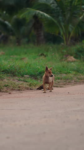Little brown dog trotting on a dirt road near ao thung makham, chumphon, thailand
