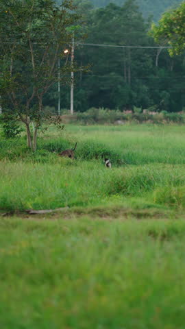 Monkeys and dogs are playing together in a green field near ao thung makham, thailand