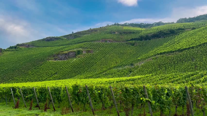 View from a moving car of grapes growing on vineyard terraces of the Mosel River Valley. Wine region of Germany. High quality 4k footage