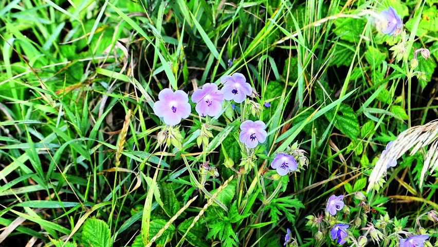 Meadow Cranesbill in Summer Greenery. The video shows meadow cranesbill flowers with delicate pinkish-purple petals growing among dense greenery and grass, creating a harmonious picture of summer natu