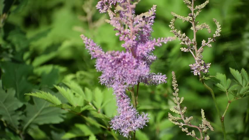 Chinese Astilbe in a Gentle Dance with the Wind. This video features Chinese astilbe gently swaying in the breeze. Its fluffy flower clusters move smoothly, creating an atmosphere of calmness and natu
