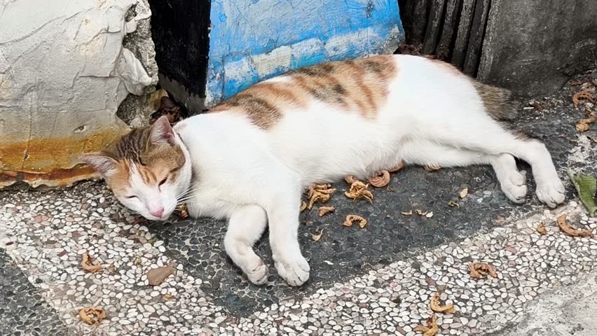 Look awesome of cat on floor