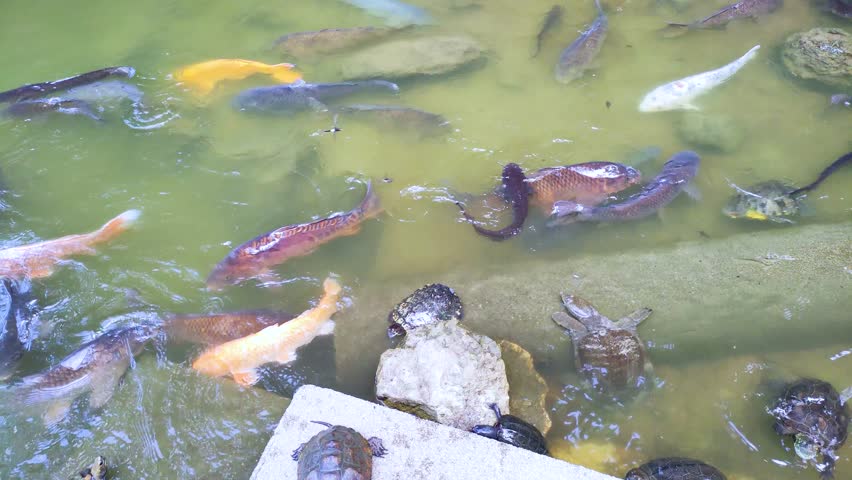 Carp and turtles flocking to the bait