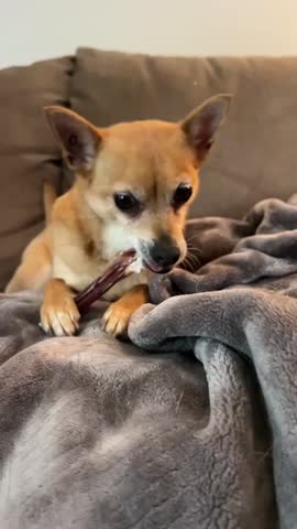 Chihuahua Chewing on a Bully Stick Dog Treat