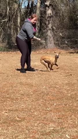 Slow Motion Whippet Catching a Frisbee