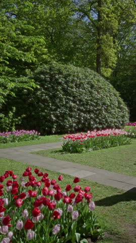 Woman strolling through vibrant tulip garden in lisse netherlands surrounded by lush greenery and sunlight