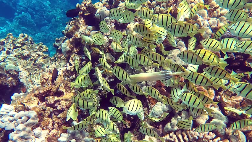 Tropical coral reefs, underwater life with colorful fishes in ocean