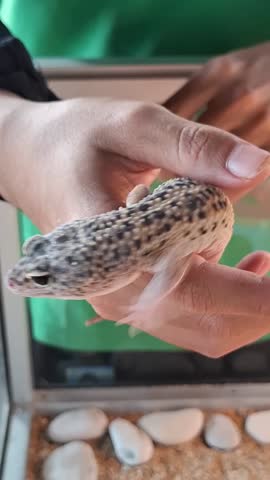 close up gecko in a hand