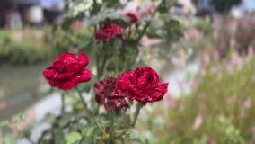 Red roses with water droplets in focus, surrounded by soft floral blur, evoking freshness and romance - Powered by Shutterstock - Get 15% off with code: PIKWIZARD15