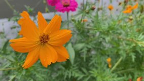 Yellow cosmos flower with water droplets surrounded by blurred blossoms and soft green foliage - Powered by Shutterstock - Get 15% off with code: PIKWIZARD15