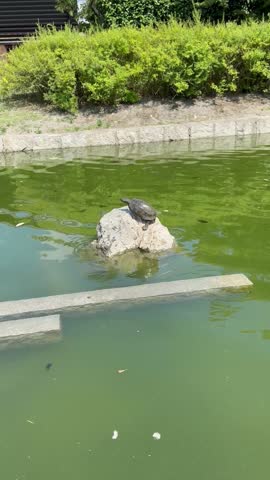 Turtle sunbathing at a temple in Kyoto, Japan