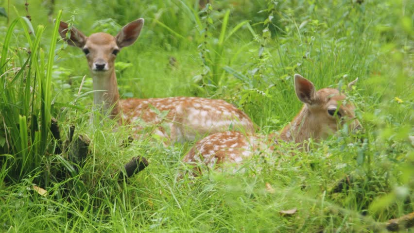 Two young deer resting in lush green grass, surrounded by vibrant foliage, showcasing their natural habitat and peaceful demeanor in a serene outdoor environment filled with nature's beauty