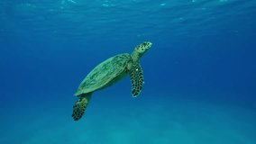 Sea Turtle swims upward to surface in turquoise ocean water on a sunny day, Slow motion of Hawksbill Sea Turtle or Bissa, Eretmochelys imbricata swims in the blue water - Powered by Shutterstock - Get 15% off with code: PIKWIZARD15