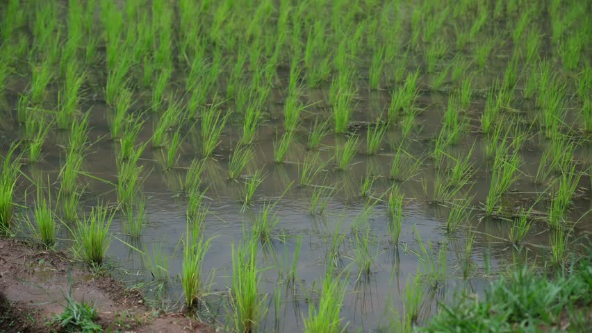 Rice tree growing in paddy field 