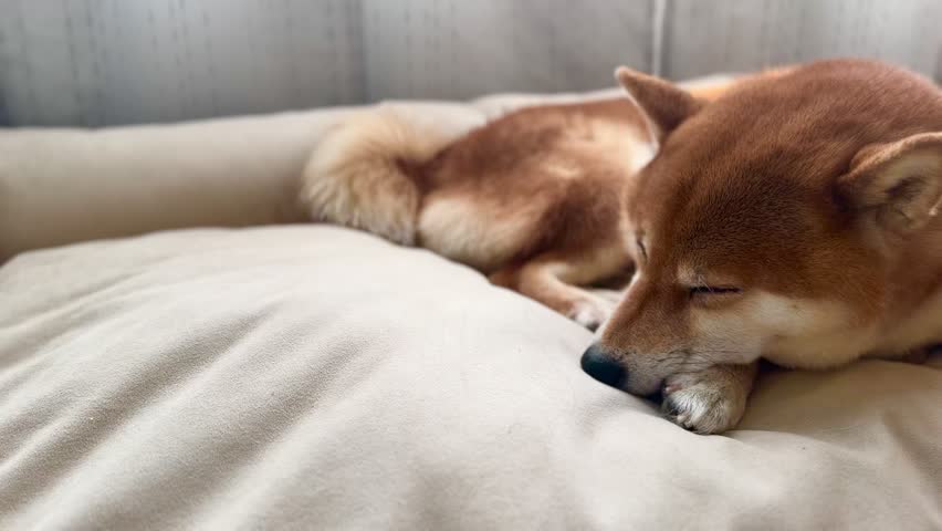  Cute Shiba Inu dog puppy relaxing sleeping in his bed at home. Calm dreamy atmosphere.