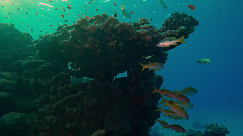 Bright yellow tropical fish swim near coral reef at sunrise, Slow motion, school of Yellowfin Goatfish, Mulloidichthys vanicolensis on coral reef in morning light, marine life on coral reef at dawn - Powered by Shutterstock - Get 15% off with code: PIKWIZARD15