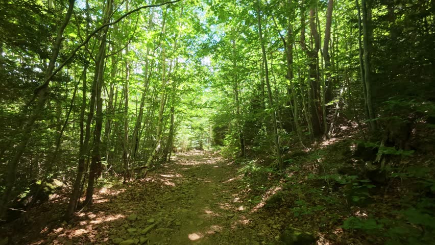 Sunlight filtering through dense deciduous forest in the Pyrenees of Aragon, along the shaded trail from Piedrafita de Jaca toward the Betato woods and the route to Ibón de Piedrafita

