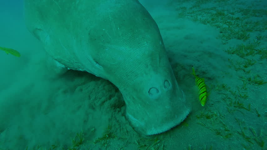 Frontal portrait of Sea Cow Dugong dugon greedily feeding Smooth ribbon seagrass Cymodocea rotundata grazes on sandy-silty seabed, with school of Golden Trevally Gnathanodon speciosus swims around it